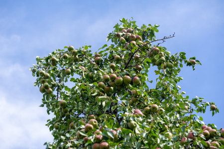 Capture the essence of fresh food with rustic photography. Showcase the juicy and ripe nature of fruits such as pears. Emphasize the health benefits of including vitamins in a vegetarian diet.の写真素材