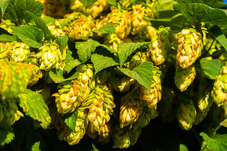Enjoy the taste of fresh hops in your favorite beer. Connect with nature through the taste of...