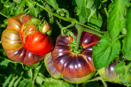Grow your own juicy, vitamin-rich tomatoes at home or in the garden. Learn about growing tomatoes and how to harvest them. Enjoy the benefits of fresh, nutrient-rich homegrown tomatoes.の写真素材