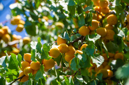 Apricots are juicy and vitamin-rich fruits. They grow in apricot plantations during the harvest season. Eating apricots promotes overall health and well-being.の写真素材
