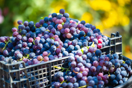 Photo of black grapes on a white background Juicy and ripe grapes for wine production Aesthetic and visually appealing images for marketing purposesの写真素材