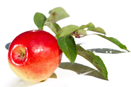 Growing apples to obtain a juicy and vitamin-rich harvest. Enjoy the gardening process and watch your apples grow. Choose ripe apples at the perfect time.の写真素材