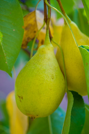 Grow juicy pears in your garden. Pick healthy and ripe fruits filled with vitamins. Have fun watching your crops grow under the sunlight. Strengthen your healthの写真素材