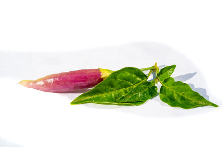 Harvest purple chilies to add a unique flavor to traditional dishes. Add some spice to your dishes with fresh, homegrown chilies. Create memorable and flavorful recipesの写真素材