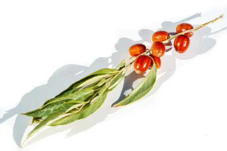 Eleagnus angustifolia is a traditional medicine plant known for its medicinal properties. The fruits...