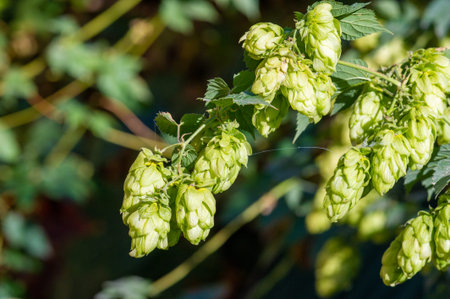 Brewing beer using hops from plants. Natural ingredients for a refreshing summer drink. Green leaves...