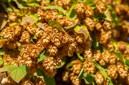 Discover the world of hops and brewing with plant-inspired beer flavors. Connect with nature while...
