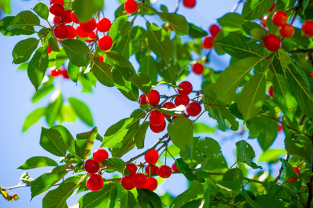 A natural source of vitamins and antioxidants. Juicy and ripe cherries are ideal for a snack. An...