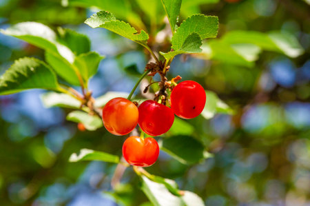 Contains essential vitamins for a healthy diet. Juicy and ripe cherries are ideal for a snack. Ideal for a vegetarian diet. A great way to improve your overall health and wellness.の写真素材