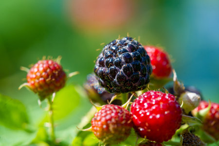 Contains black raspberry, cumberland and blackberry extracts. Rich in vitamins and antioxidants....