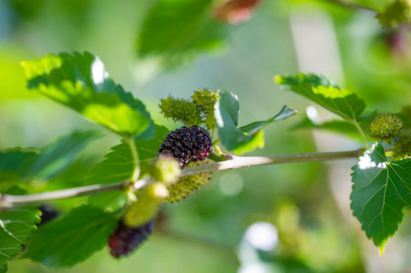 Learn about the traditional medicinal uses of mulberries. Learn about the laxative effect of the morus plant. Find out about the health benefits of including mulberries in your diet.の写真素材
