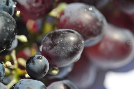 Enjoy the beauty of the vineyard during harvest season. Try delicious wine made from ripe grapes. Learn the winemaking process from grape to glass.の写真素材