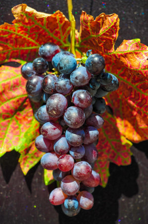 Harvest season brings ripe grapes ready for harvest. The changing colors of autumn grape leaves...