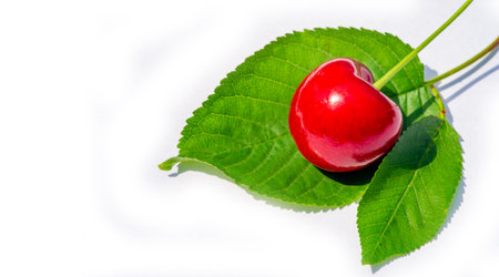 Fresh and ripe cherries on a white background. An excellent source of vitamins for a healthy diet. Juicy and tasty. Ideal for vegetarian dishes. Treat yourself to this healthy snack.の写真素材