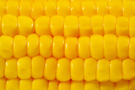 Beautiful images of golden corn on a clean white background. Celebrating the harvest season with...