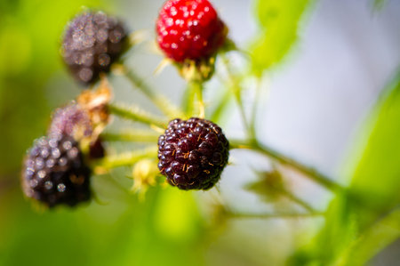 Delicious and juicy black raspberries and blackberries Packed with essential vitamins for a healthy...