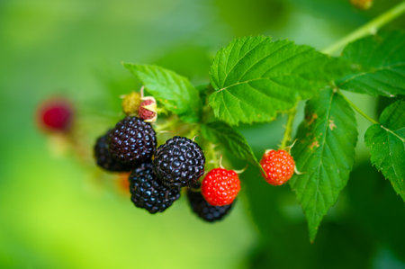 Delicious and juicy black raspberries and blackberries Packed with essential vitamins for a healthy diet Ideal for vegetarians looking for a sweet treat Ripe and ready to eat in groups or on their ownの写真素材
