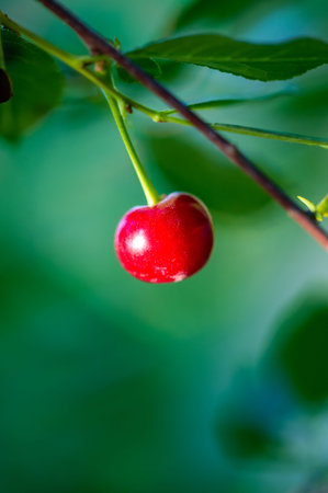 Cherry is a juicy and ripe fruit, rich in vitamins. A vegetarian snack option that promotes good...