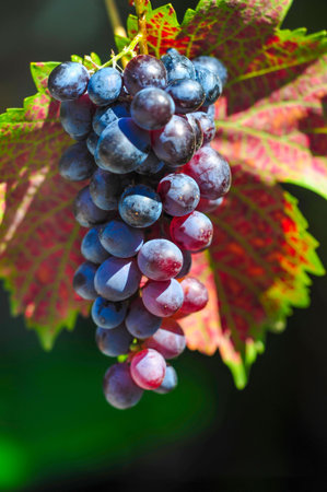 Enjoy the beauty of autumn vineyards with ripe grapes ready for harvest. Enjoy exquisite wines made...