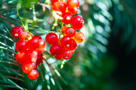 A beautifully blurred background accented with bright red currents. Capturing the fine details of a single red currant. Create stunning images with shallow depth of field effects.の写真素材