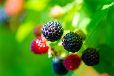 Black raspberries and blackberries are a good source of vitamins. Juicy and ripe fruits are ideal for snacking. A great option for vegetarians looking for a nutritious snack.の写真素材