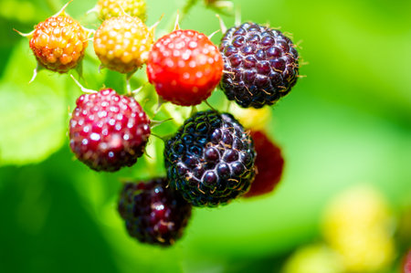 Black raspberries and blackberries are rich in vitamins. Juicy and ripe fruits are ideal for snacking or baking. A great option for vegetarians who want to include more fruit in their diet.の写真素材