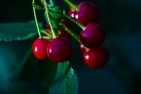 Cherry is a juicy and ripe fruit, rich in essential vitamins. Suitable for vegetarians and adds nutrients to your diet. Improves overall health and well-being when consumed regularly.の写真素材