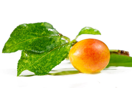 Plum is a juicy fruit rich in vitamins. Gardening enthusiasts can grow plum trees themselves. Ripe plums are a tasty and nutritious snack.の写真素材