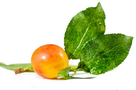 Plum fruits are rich in vitamins and juicy when ripe. Gardening enthusiasts can grow plums at home. Enjoy the benefits of fresh, vitamin-rich plums from your garden.の写真素材