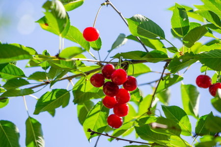 Cherry is a juicy and ripe fruit, rich in vitamins. A vegetarian snack that promotes good health.