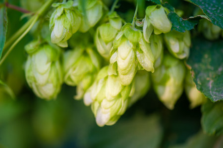 Use brewing techniques to extract aromas from hops and essential oils. Explore the use of phenols, flavonoids and other natural ingredients in baking and confectionery products.の写真素材