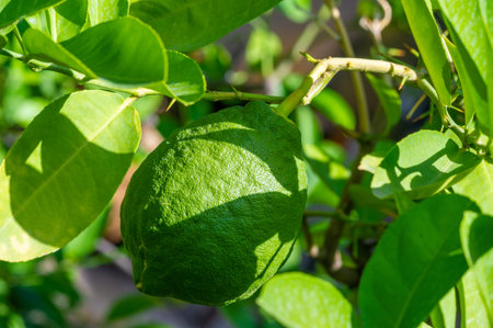 Grow vitamin-rich lemons at home. Enjoy juicy and ripe fruits straight from your own plantation....