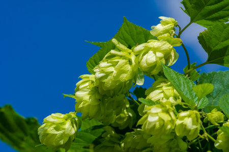 Learn the art of brewing with a focus on hops and wort. Learn about the key components: phenols, flavonoids and essential oils. Learn how these elements are used in brewing, production and gardeningの写真素材
