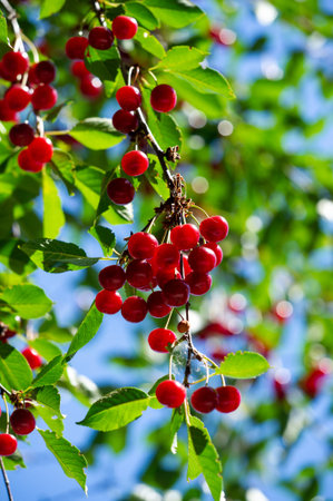 Contains essential vitamins for overall health. Made from ripe, juicy cherries. An excellent option...