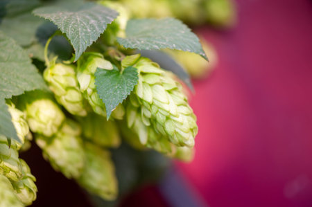 Use hops and essential oils for brewing. Explore phenolic and flavonoid flavors in your recipes....