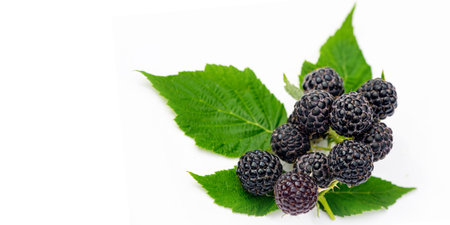 Black raspberries and blackberries are rich in vitamins and antioxidants. Juicy and ripe fruits are...