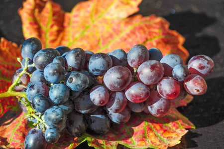 Enjoy the beauty of autumn vineyards and grapes. Enjoy a glass of delicious wine made from freshly picked grapes. Enjoy the rich taste and aroma of aged wines, prepared with passion.の写真素材