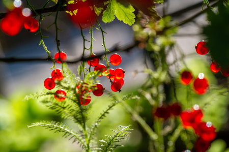 Create stunning photos with blurred backgrounds and shallow depth of field. Red currents will be the...