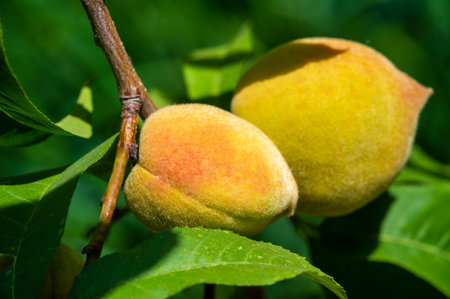 Juicy peach, ready to pick. Ripe and sweet fruits waiting to be enjoyed. Growing on a branch of a beautiful tree.の写真素材