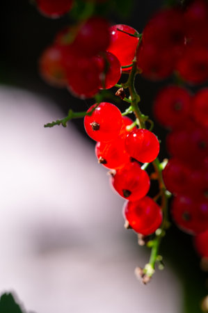 Stunning close-up shots of red currents with the background blurred. Create a dreamy and artistic effect with shallow depth of field. Capture the vibrant colors and texture of red currents in detail.の写真素材