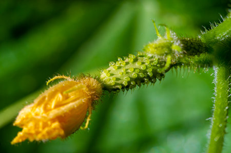 Fresh and crisp green cucumber with delicate blossoms. Ideal for salads, pickling or snacking. Harvested at maximum freshness for best taste and texture.の写真素材