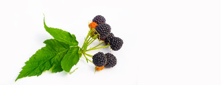 Black raspberries and blackberries are rich in vitamins and antioxidants. Juicy and ripe. These...
