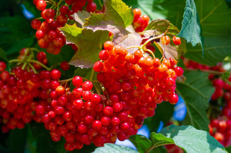 Collect ripe viburnum fruits with juicy foliage. Explore the botanical beauty of viburnum plants....