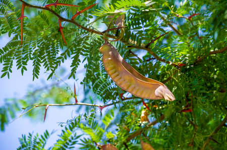 Images of acacia trees and pods for nature-themed designs. Green background with acacia leaves for a natural look. Use images of beans and acacia branches to add a botanical touch.の写真素材
