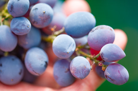 Grow your own vineyard with our expertise. Learn the art of winemaking from grape to bottle. Experience the beauty of farming and harvesting among the vineyards.の写真素材