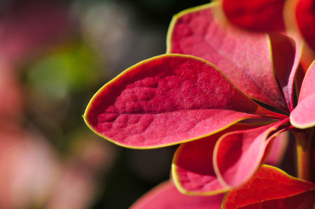 Decorative barberry. Adds a pop of color to any garden or landscape. Provides privacy and acts as a natural fence. A plant that does not require special care and is resistant to drought.の写真素材