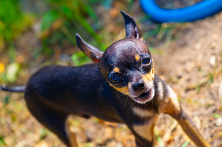 The small dog appears to be alert and focused. It is important to understand the reasons behind its behavior.の写真素材