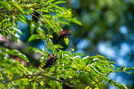 Elderberry berries on a branch on a sunny summer day.