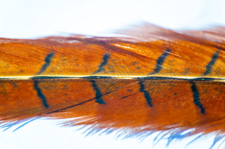 Experience the beauty of nature with a feathered pheasant. Be captivated by its stunning colors and...
