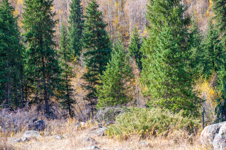 Explore the mystical charm of the Tien Shan spruce forests. Experience the vibrant autumn colors of the wild. Discover new heights and adventures in the mountains.の写真素材